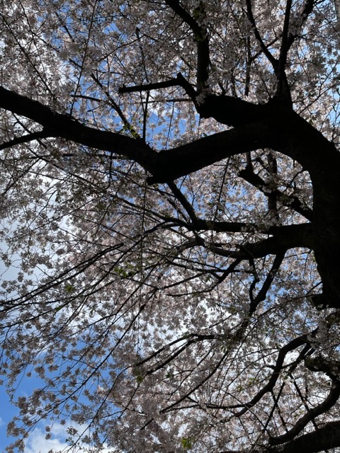 吉祥寺末広通りの桜