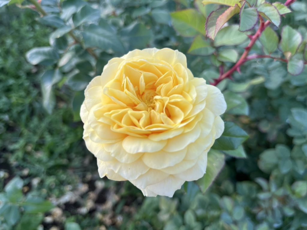 スマイル・ハニー・ローズ（別名：くまのプーさん）