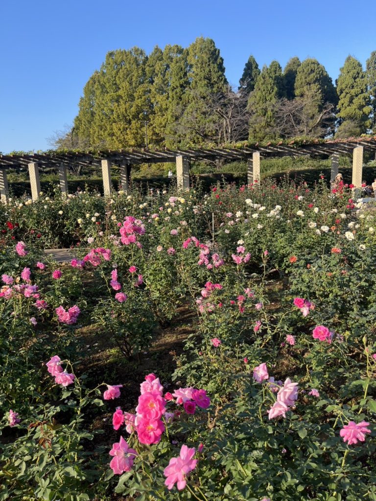 神代植物公園のバラ
